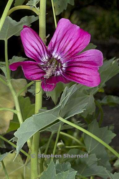 malva assurgentiflora 1 graphic